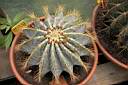 FEROCACTUS GLAUCESCENS.jpg
